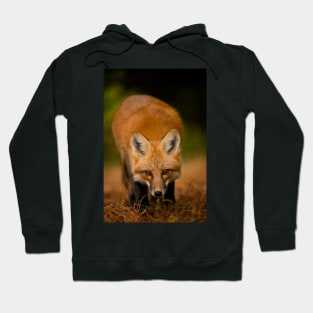 Red Fox Hoodie